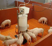 供養殖設備小豬喂料自動加熱奶媽機 現代化養殖的智能幫手