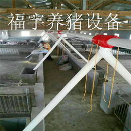 福宇畜牧 自動化料線賦能牧場，一次投資開啟終身效益新篇章