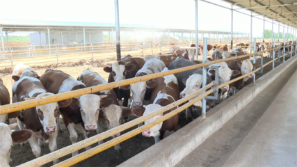 高臺 肉牛產業勢頭強勁，畜牧設備技術開發助力鄉村振興